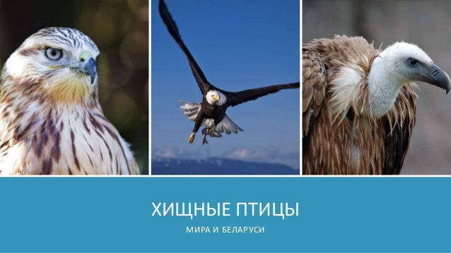 Хищные Птицы Беларуси Фото
